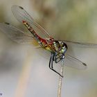 Libélula Sympetrum foscolombii macho con las vestiduras del celo.-