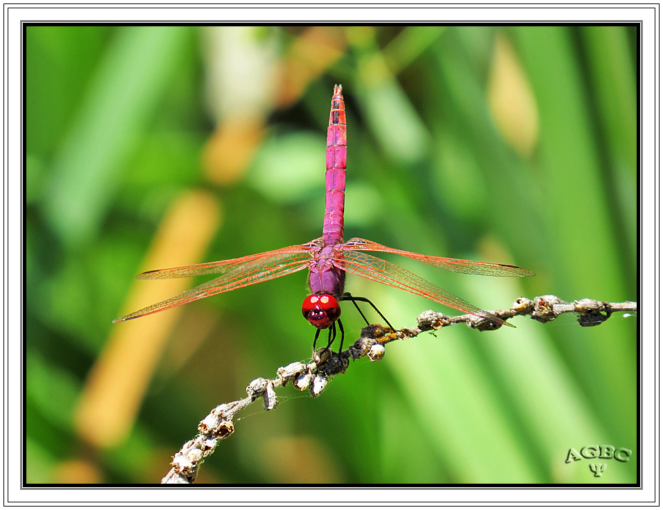 Libélula (Sympetrum sanguineum) I