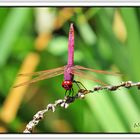 Libélula (Sympetrum sanguineum) I