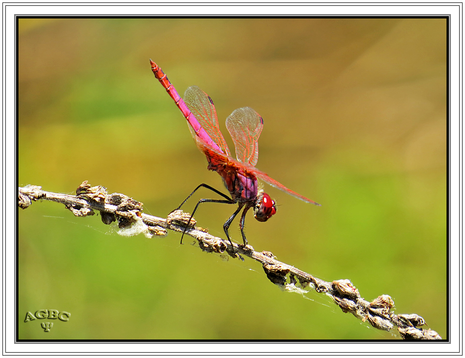 Libélula (Sympetrum sanguineum) II