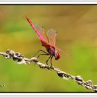 Libélula (Sympetrum sanguineum) II