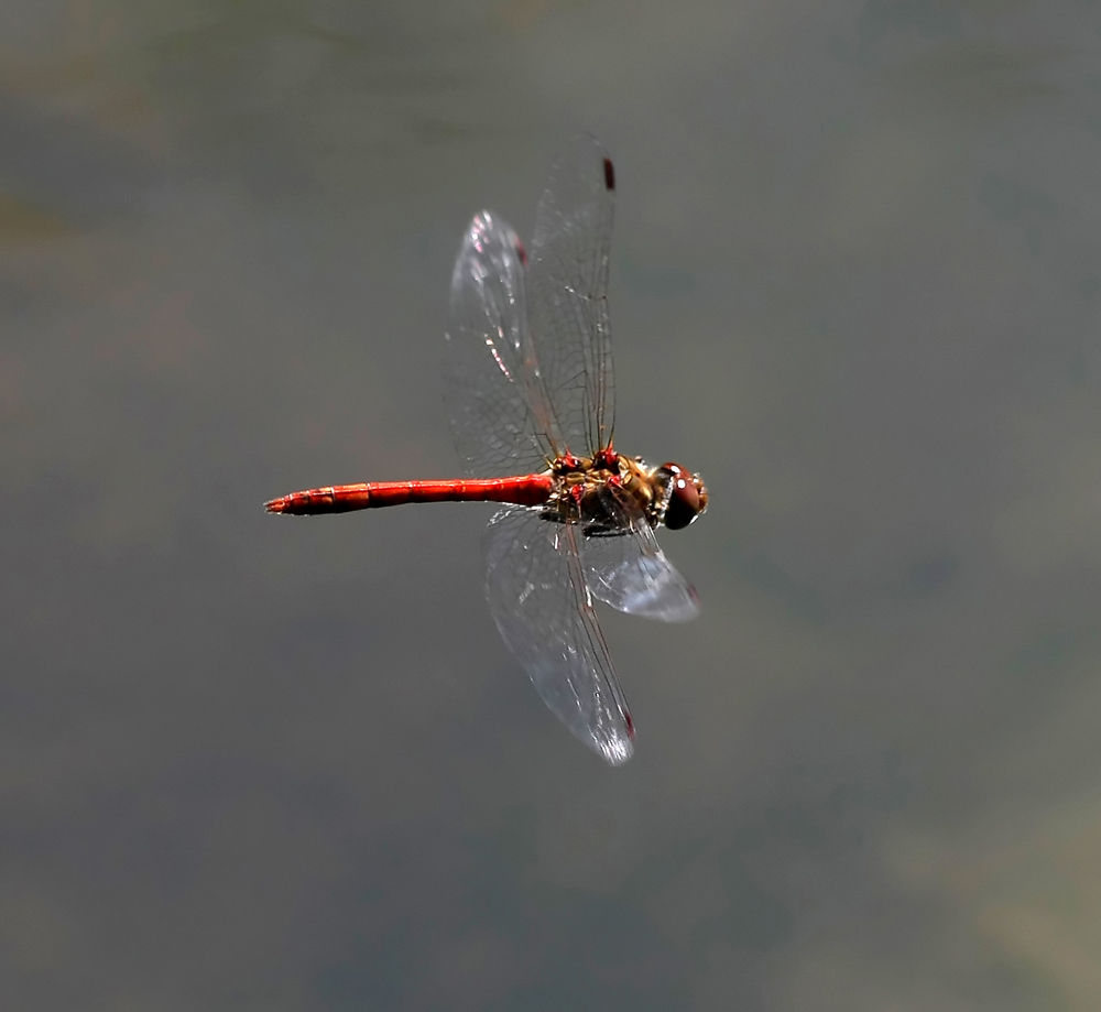 Libélula Sympetrum striolatum