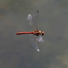 Libélula Sympetrum striolatum