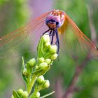 Libelula Trithemis Annulata hembra