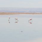 libélula y flamencos