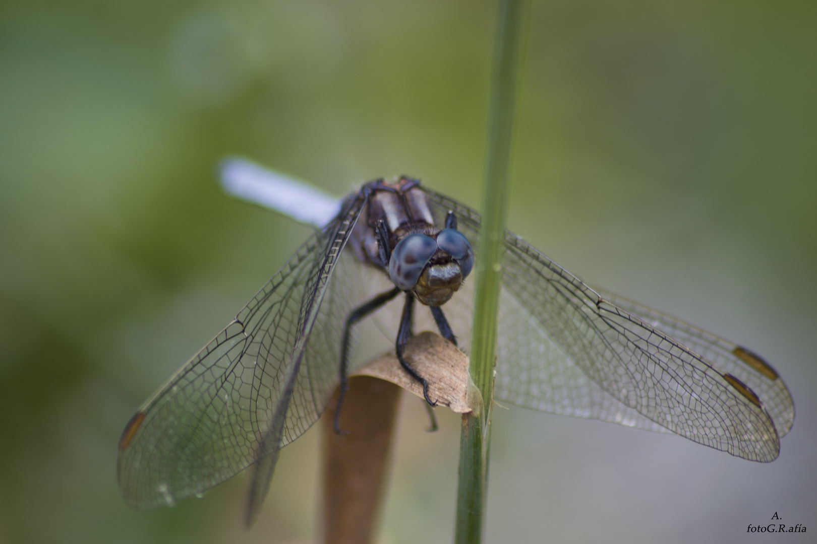 Libélula1 (Macro)