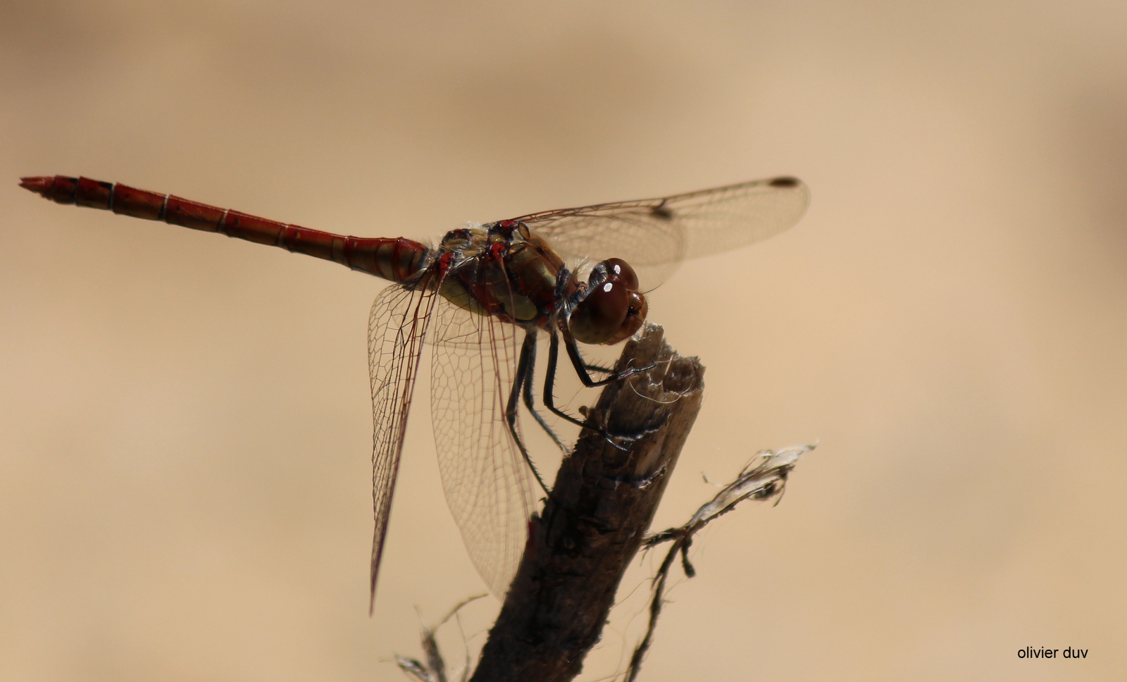 libelules en pose