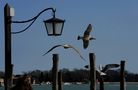 Liberi Veneziani von Ale De Angelis 