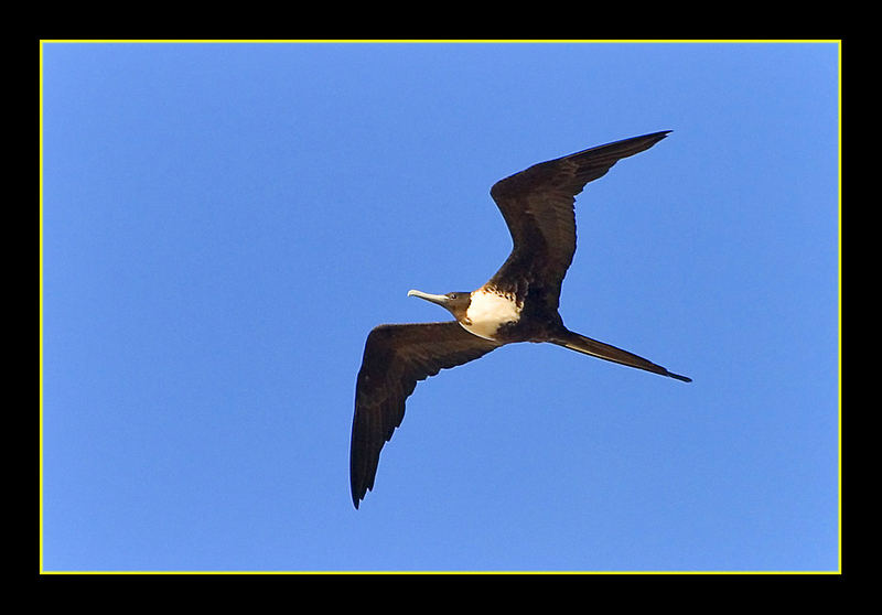 libero come l'aria - as free as a bird