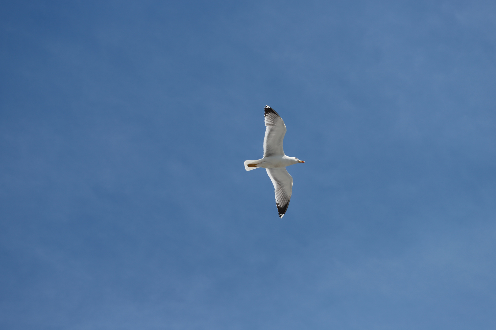 Libero di volare