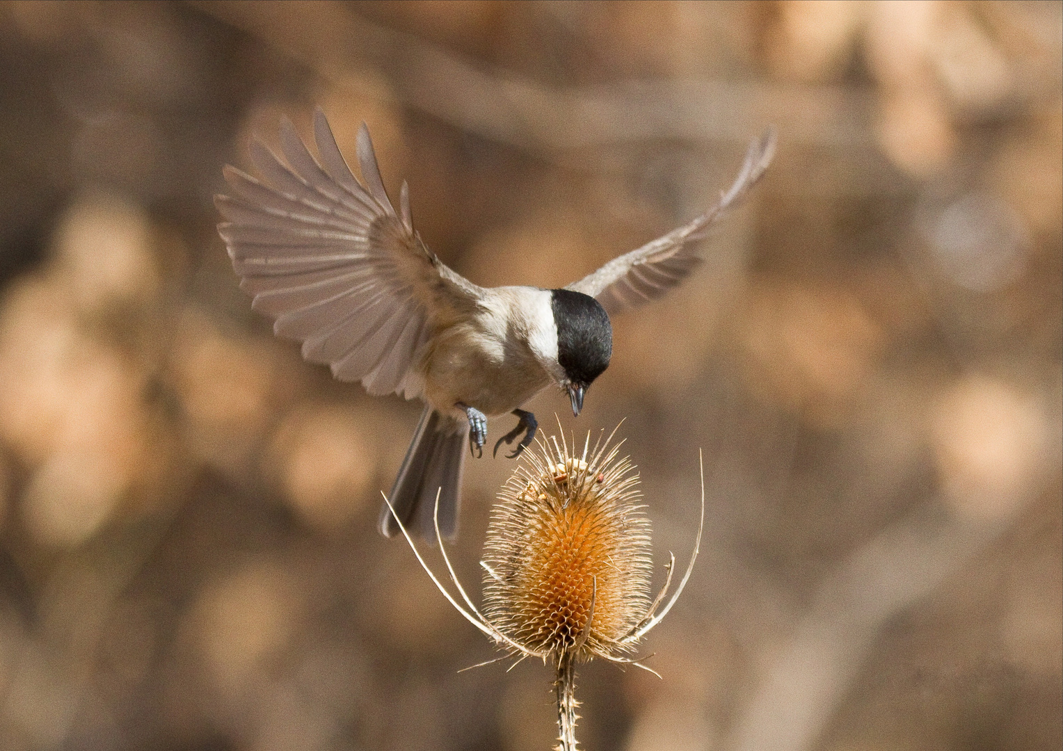 Libertà di volare