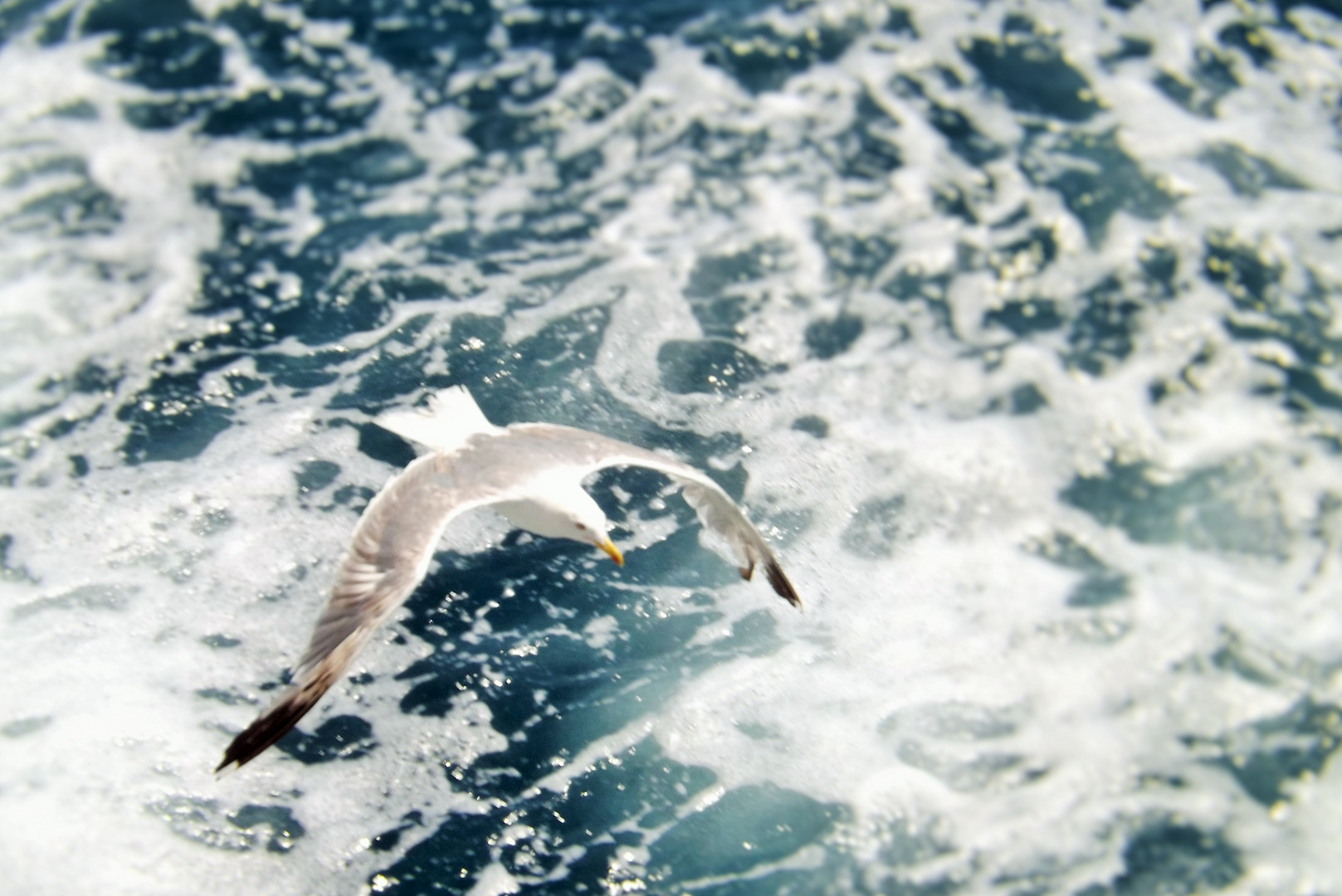 Libertà di volare