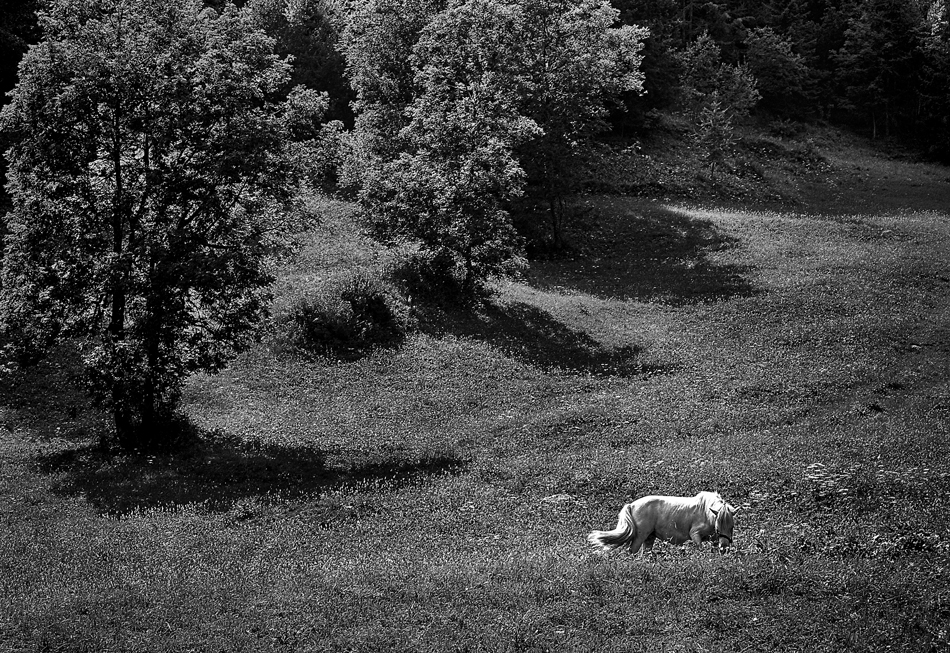 LIBERTA' E' UN CAVALLO BIANCO