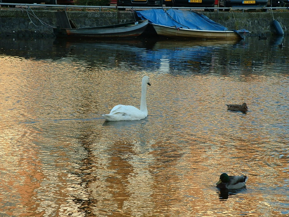 libertà in un canale