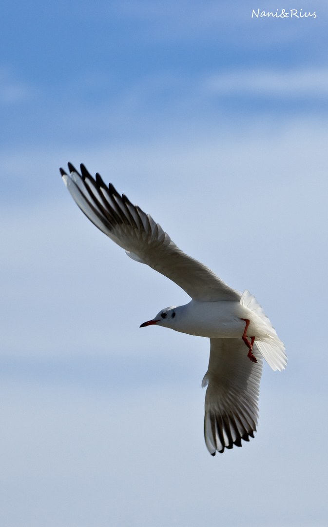 Libertad