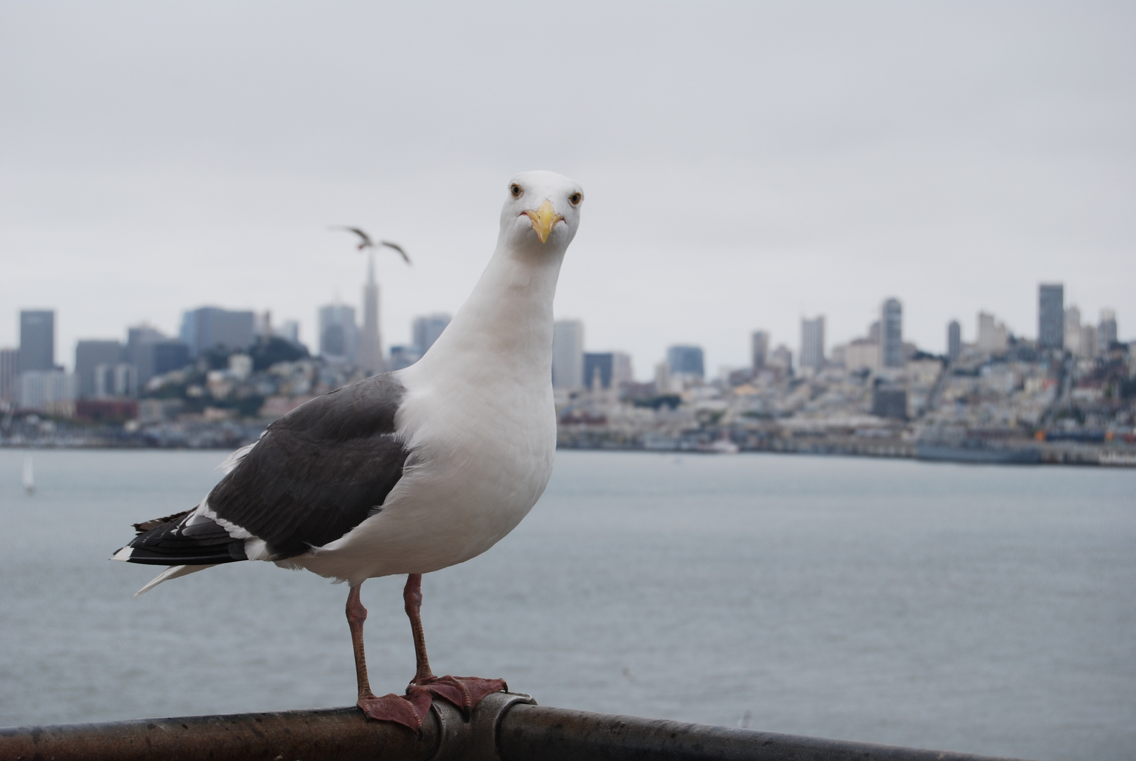 Libertad en Alcatraz