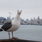 Libertad en Alcatraz