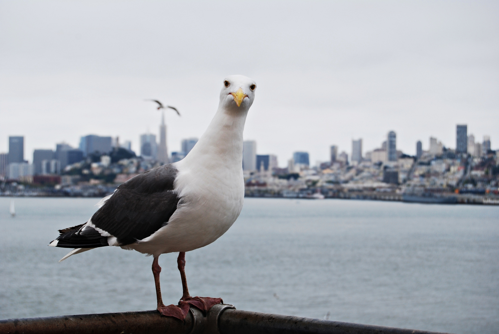 Libertad en Alcatraz