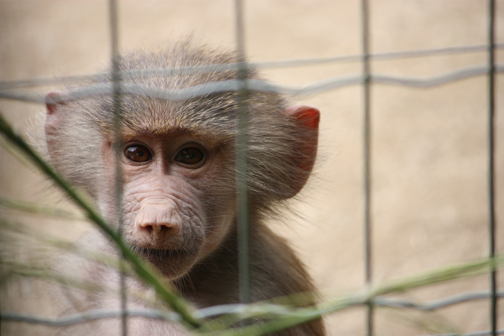 Liberté captive