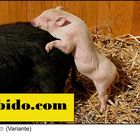 LIBIDO.COM IMPRIMABLE