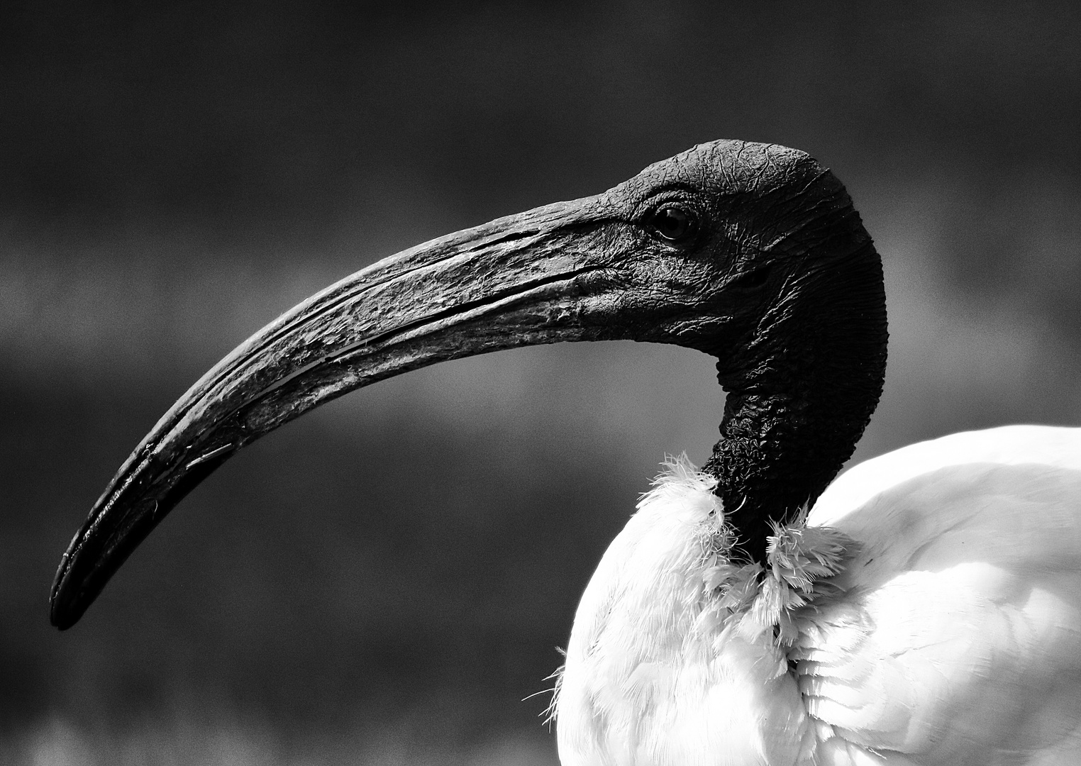 l'ibis à cou noir !