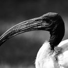 l'ibis à cou noir !