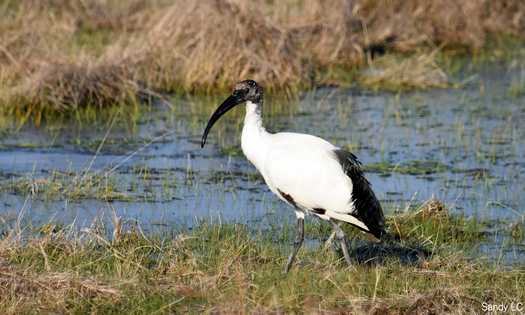 L'ibis dans le marais charentais