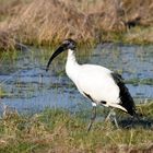 L'ibis dans le marais charentais