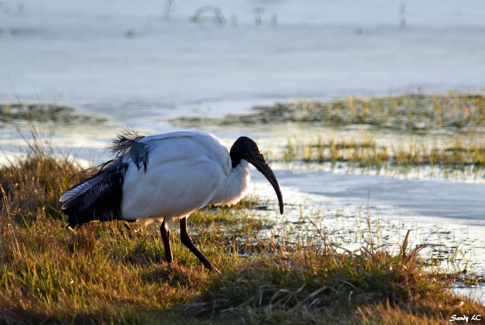 L'ibis dans le marais charentais