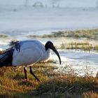 L'ibis dans le marais charentais