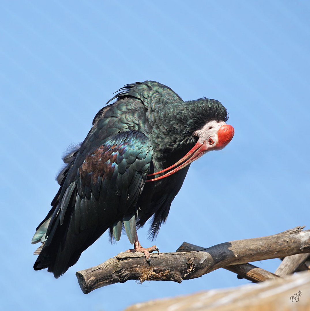 L'ibis en pleine toilette...