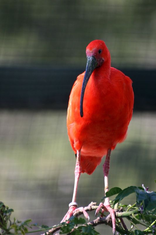 l'ibis rouge