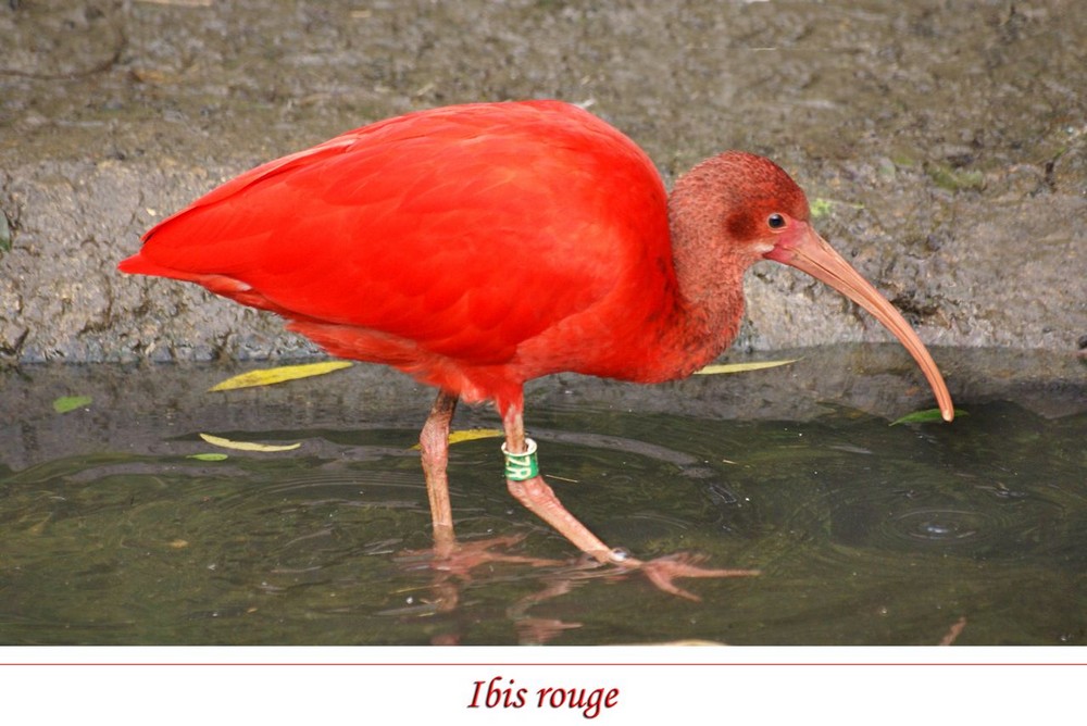 l'Ibis rouge....