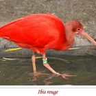 l'Ibis rouge....