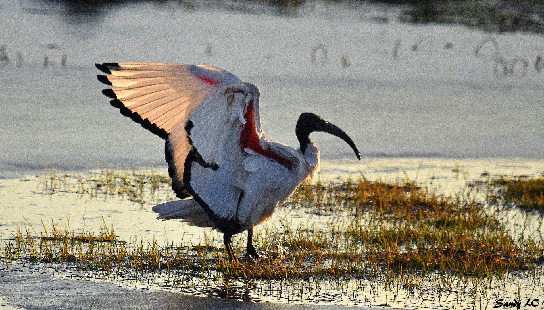 L'Ibis sacré