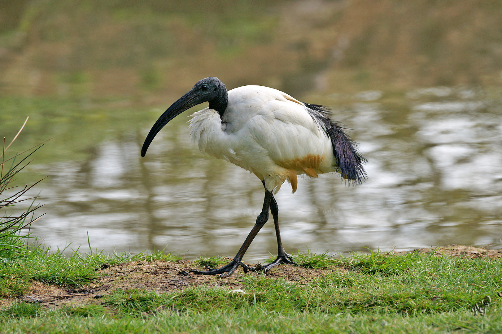 L'ibis sacré