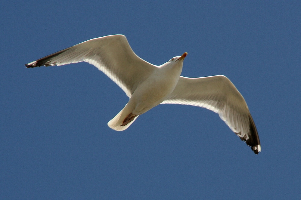 " Libre cmme l'air , MAX "