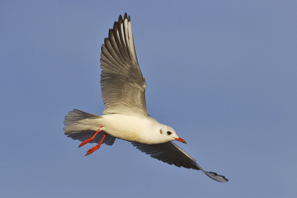 Libre comme la mouette