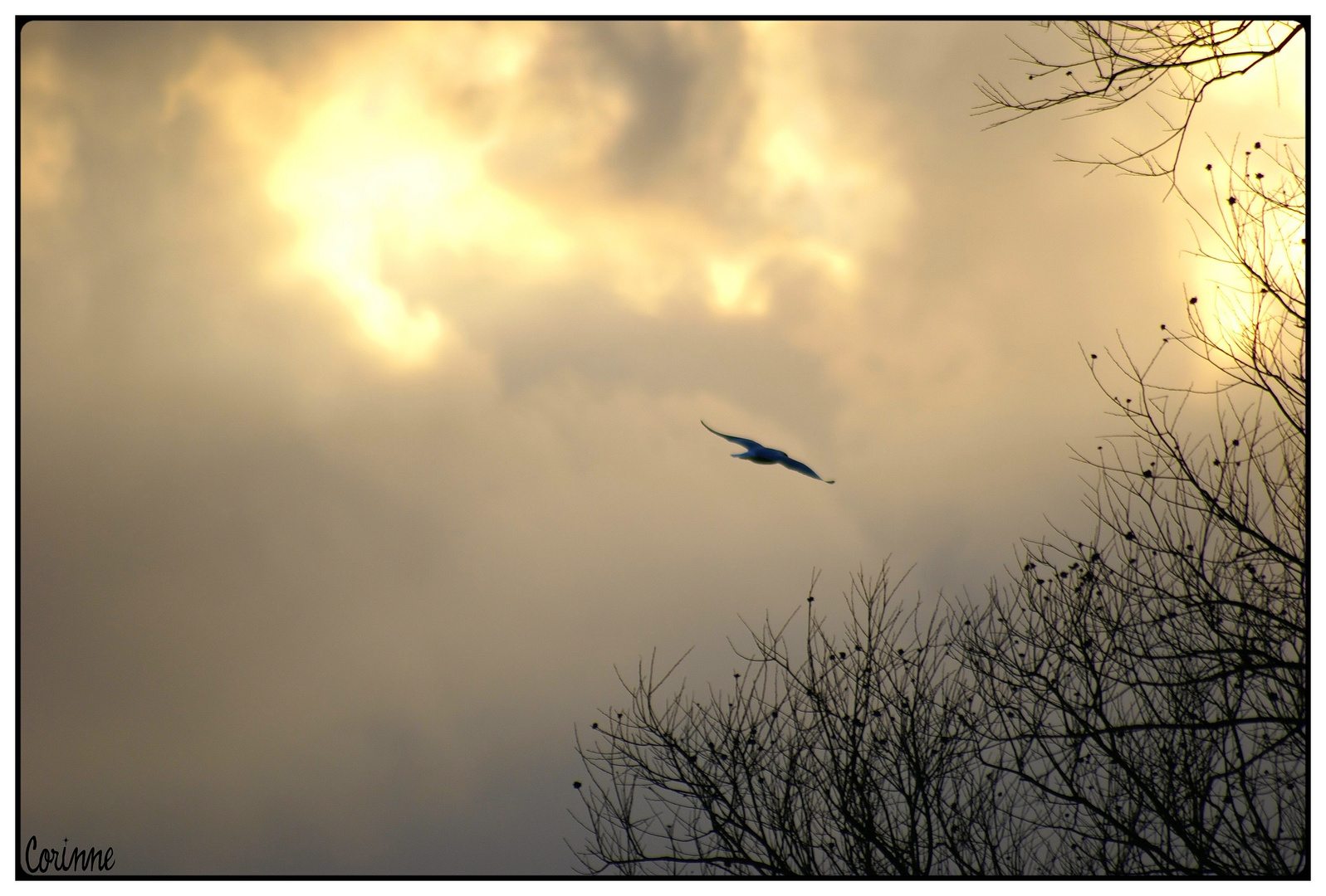 Libre comme l'oiseau