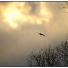 Libre comme l'oiseau