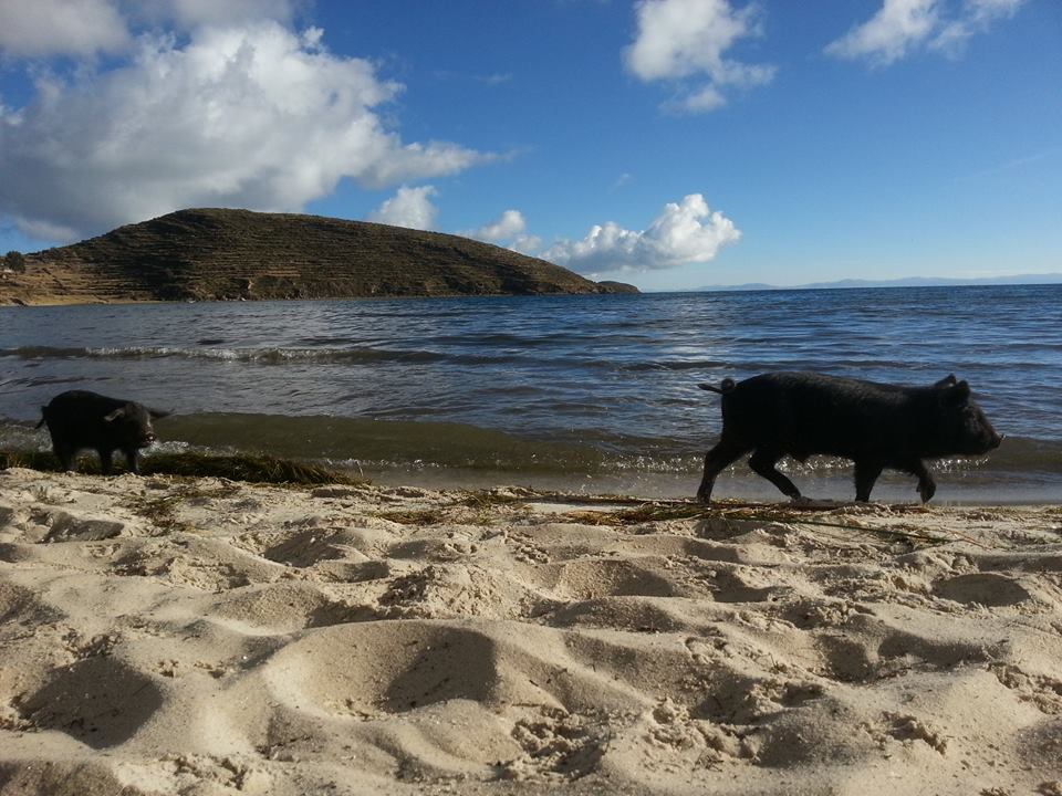 Libre como un cerdo en la playa.