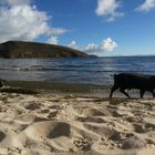 Libre como un cerdo en la playa.