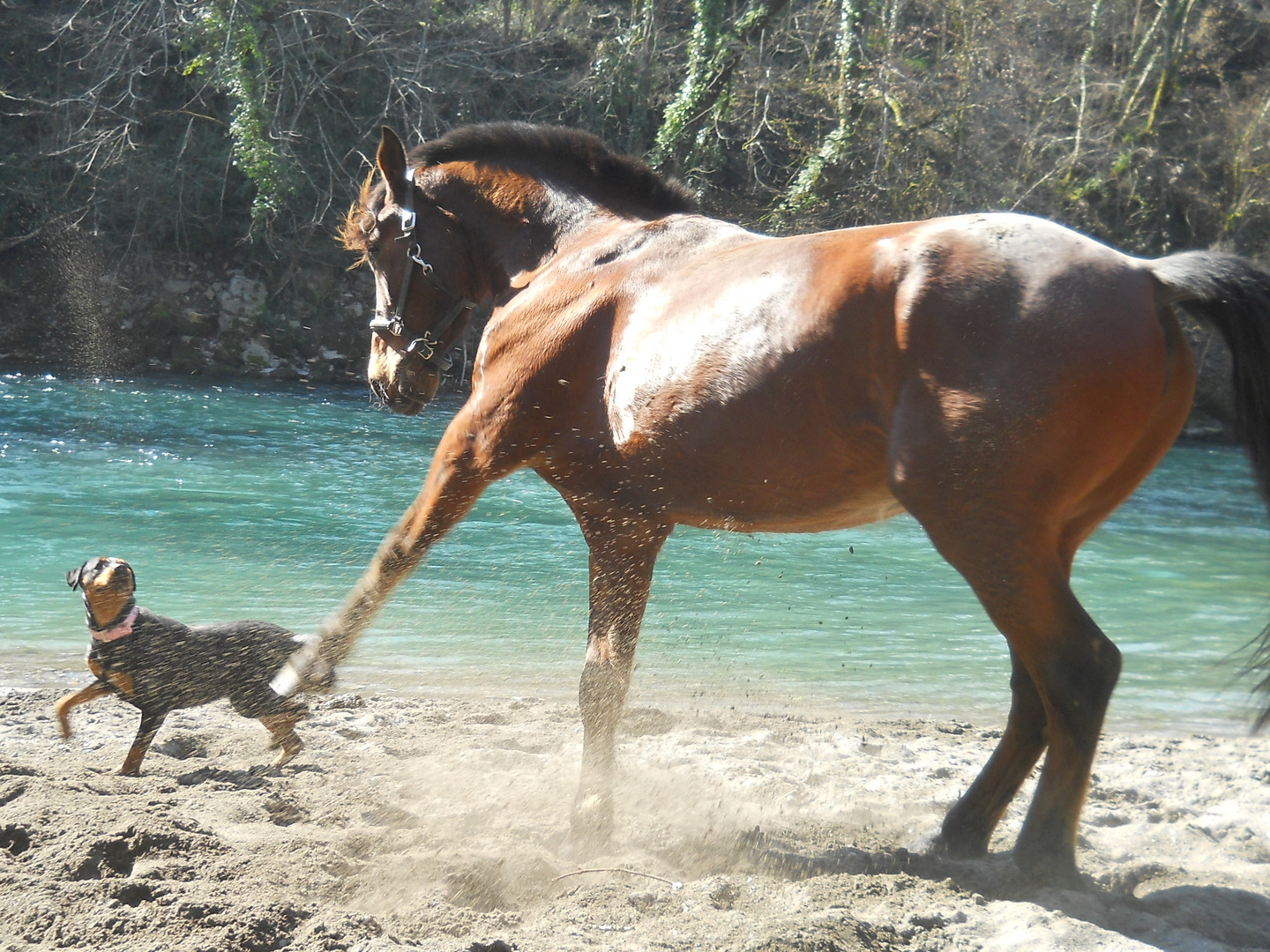 Libre et Sauvage