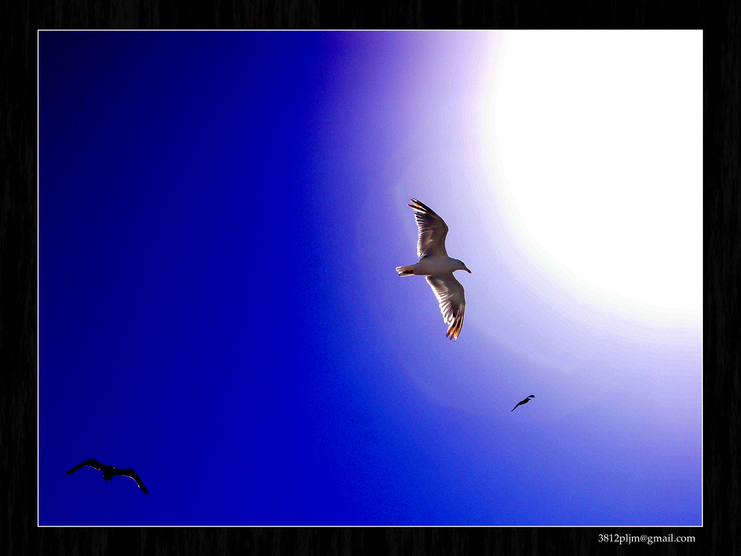 ¿Libre?  (Para el Proyecto A CONTRALUZ)