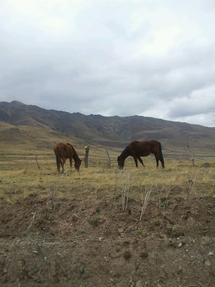 libres