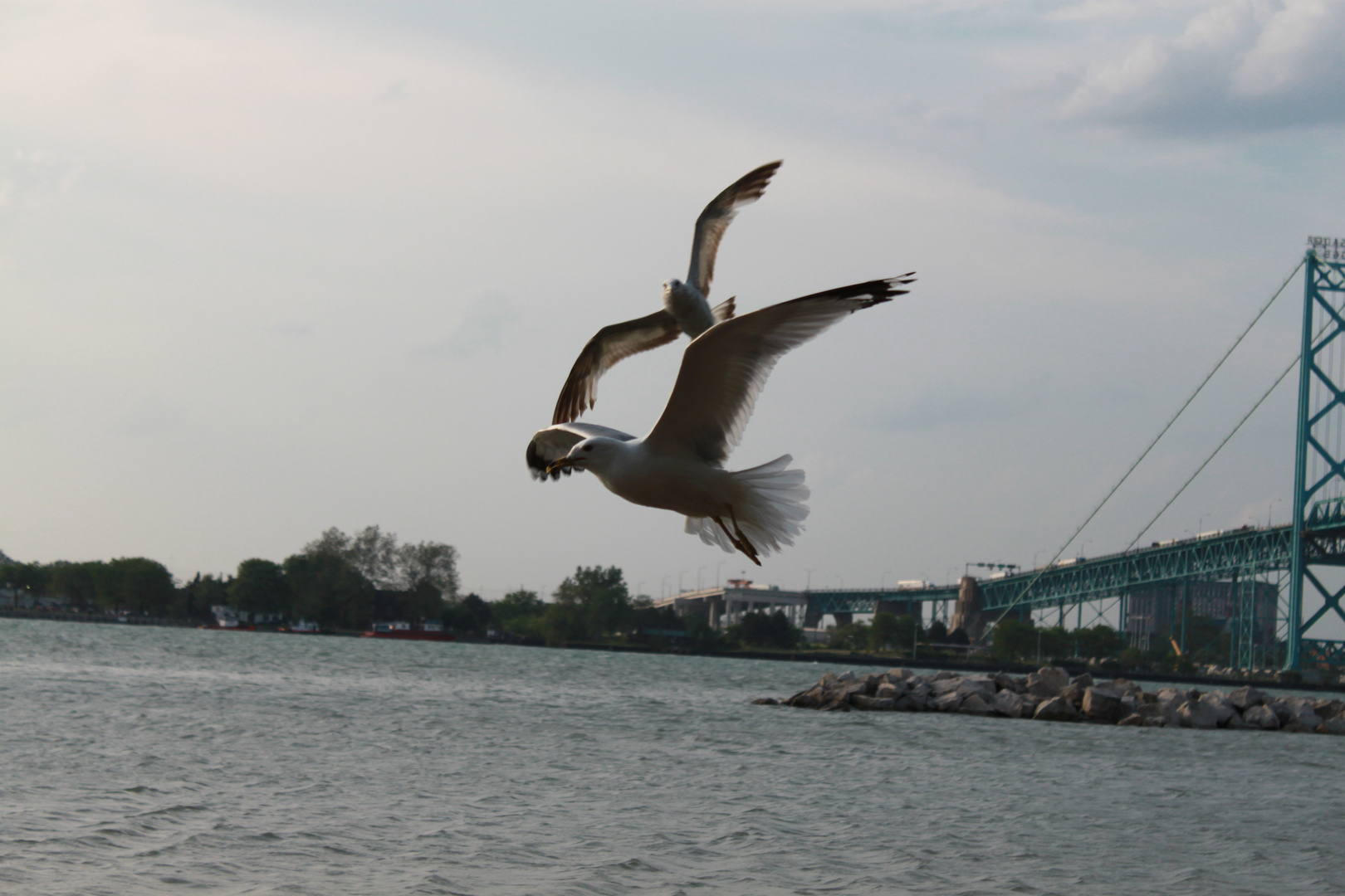 LIBRES!!!!