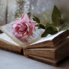Libros y rosas