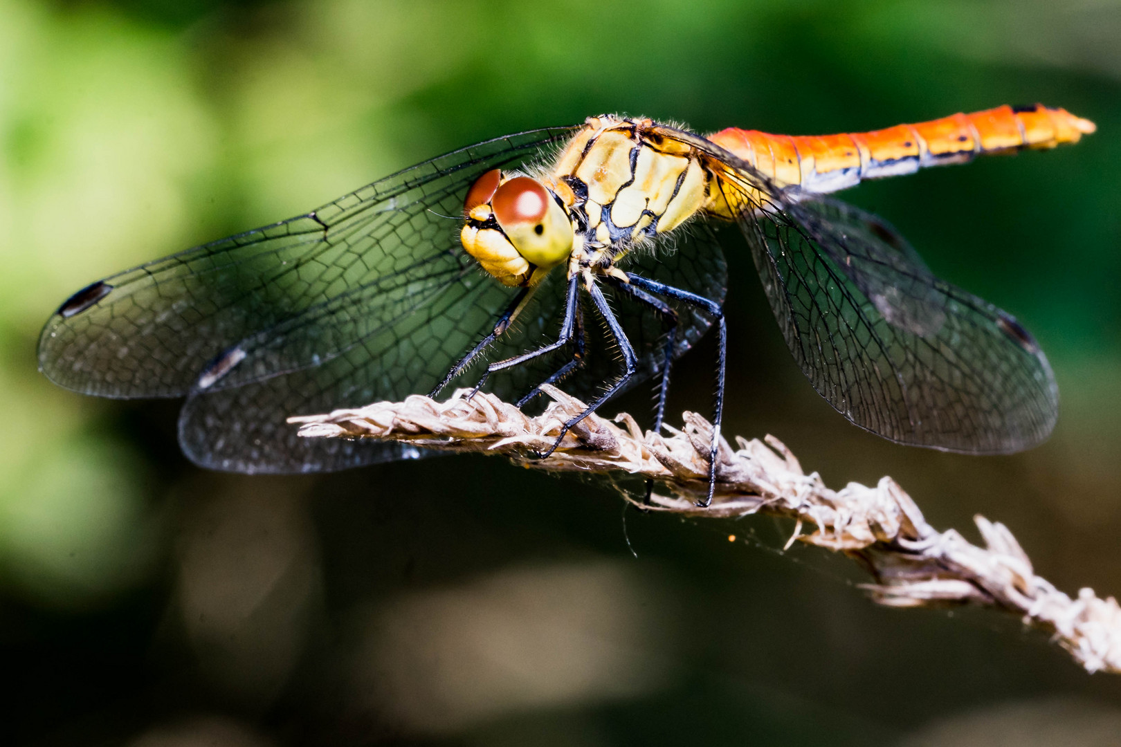 libullula