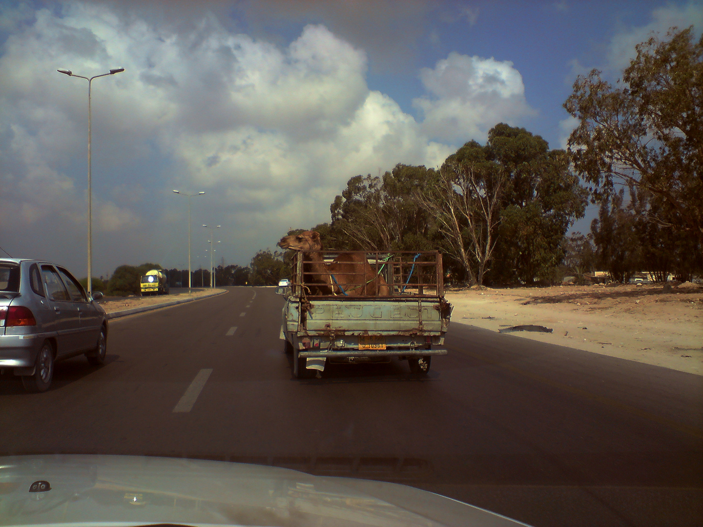 Libyen, Kameltransport mit Uralt Peugeot