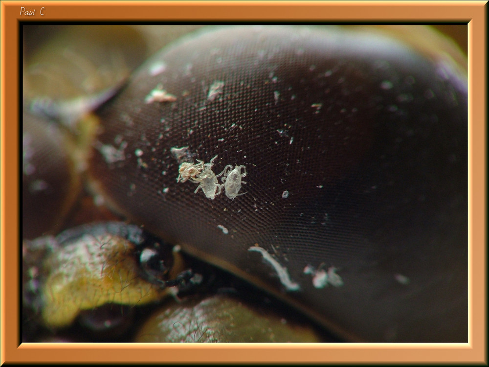 Lice on the eye of a dragonfly